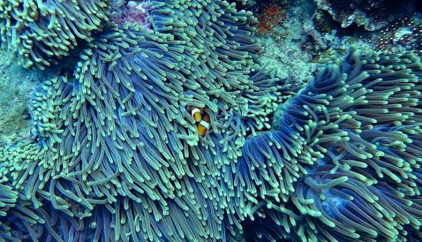 Разработан новый способ предсказывания обесцвечивания кораллов 