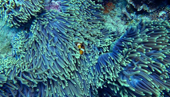 Разработан новый способ предсказывания обесцвечивания кораллов 
