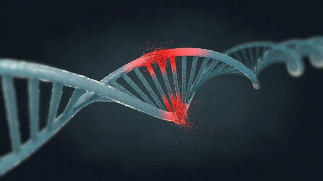 Определенные мутации ДНК могут привести к уменьшению продолжительности жизни