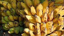 Разрушительная болезнь банановой культуры добралась до Латинской Америки