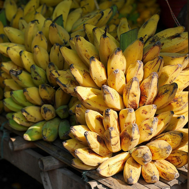 Разрушительная болезнь банановой культуры добралась до Латинской Америки