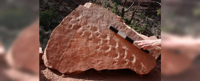 Обрушение скалы в Гранд-Каньоне раскрыло следы возрастом 313 миллионов лет 