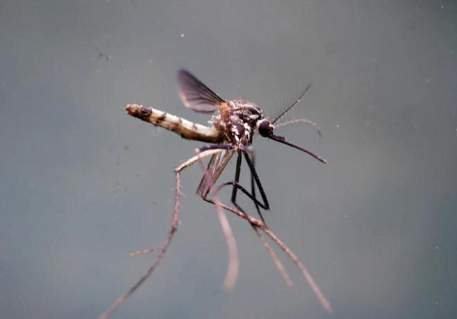 Комары помогут в разработке новой системы обхода препятствий для дронов
