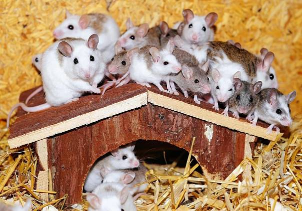 Мыши обладают сформировавшейся и стабильной личностью 