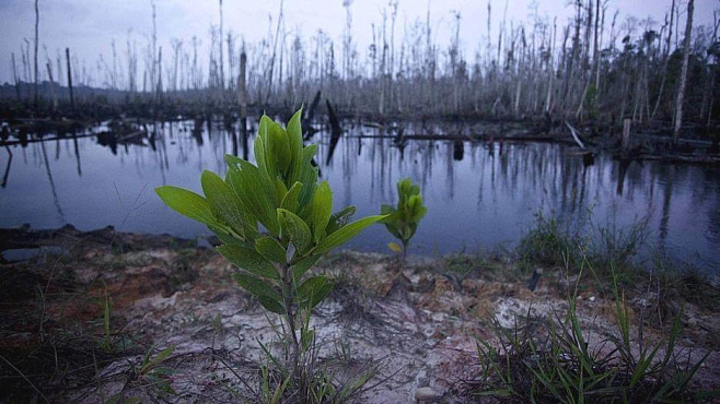 Вымирание растений в тропиках может повлиять на популяцию животных