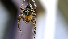 Электростатические заряды нитей паутины помогают паукам «летать»