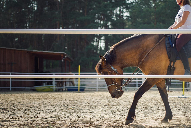 Верховая езда улучшает симптомы СДВГ