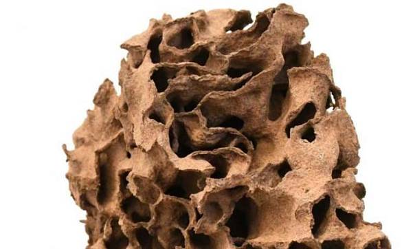 Ученые определили «золотое правило», согласно которому термиты строят свои гнезда