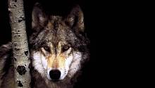 Свой среди волков: ученый рассказал о жизни в волчьей стае