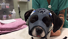 Сломанные челюсти щенка восстановили с помощью 3D-печати