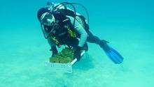 Большой Барьерный риф могут спасти кораллы, выращенные в лаборатории