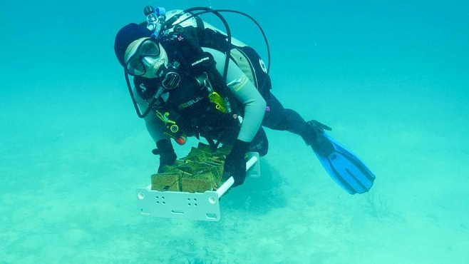Большой Барьерный риф могут спасти кораллы, выращенные в лаборатории