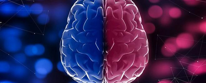 Андрогинность мозга распространена шире, чем мы думали  