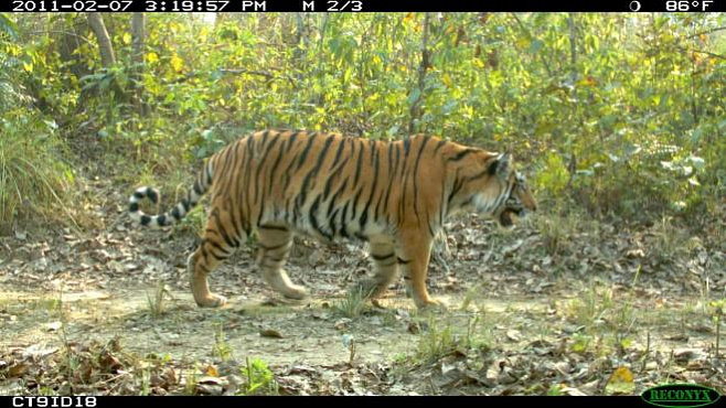 Строительство новых дорог в Азии может привести к уменьшению популяции тигров