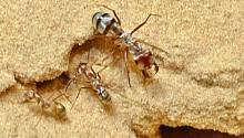 Обнаружен самый быстрый на планете муравей 