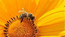 Агрессивные пчёлы производят более эффективный яд