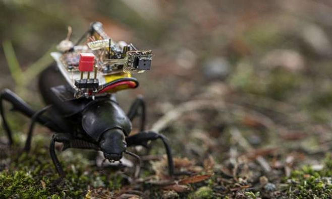 GoPro для насекомых: создана камера, которую можно прикрепить к спинке жука