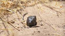 Астрономы выяснили, откуда прибыл метеорит, упавший на Землю в 2018 году