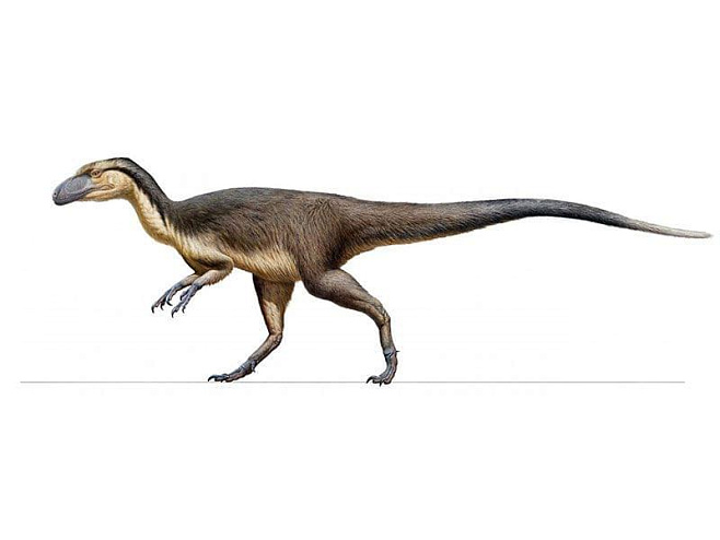 Первые ископаемые останки пернатых полярных динозавров найдены в Австралии