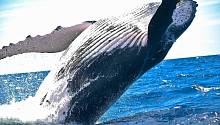 Вспышки на солнце могут быть причиной гибели китов