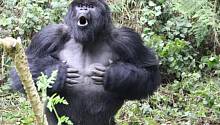 Определена причина, по которой гориллы бьют себя в грудь
