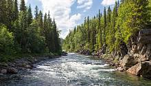 Деревья снижают количество воды в реках