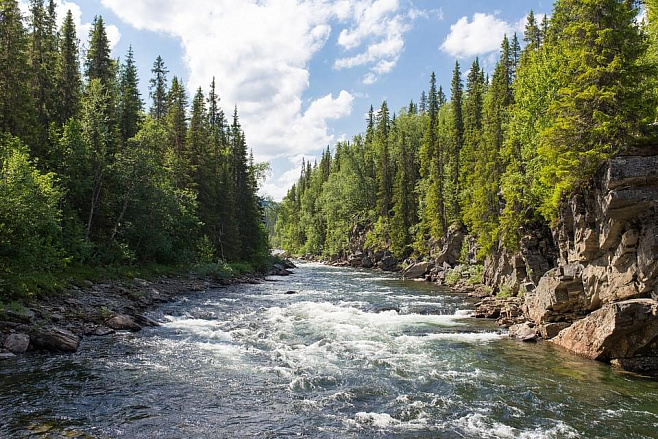 Деревья снижают количество воды в реках