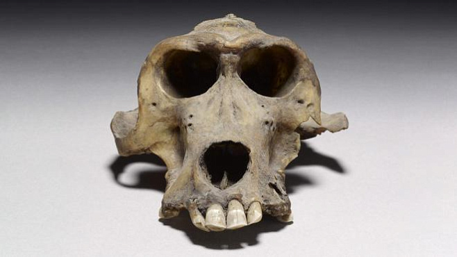 3300-летний череп бабуина может рассказать о загадочном потерянном царстве 