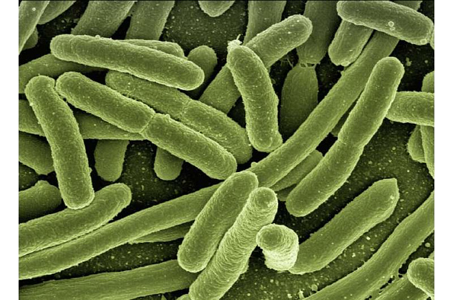 Бактерии способны «учиться» на своём предыдущем опыте