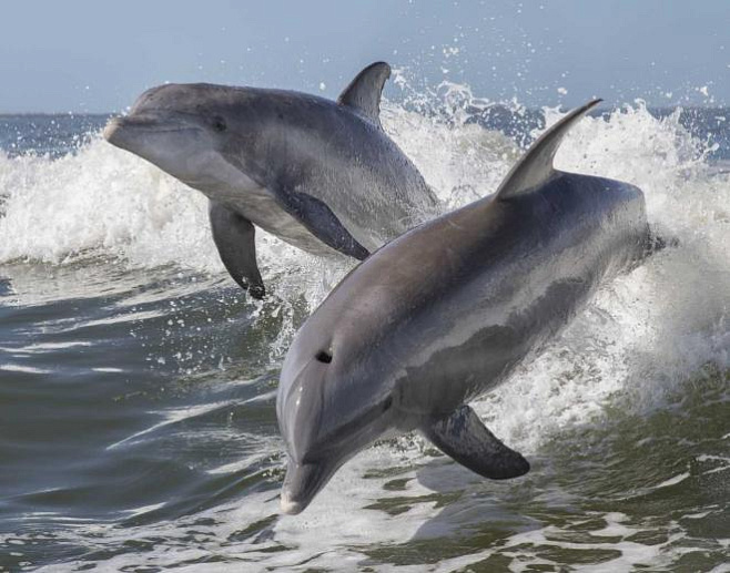 Смертельная болезнь, поражающая до 70% кожи дельфинов, вызвана изменением климата 