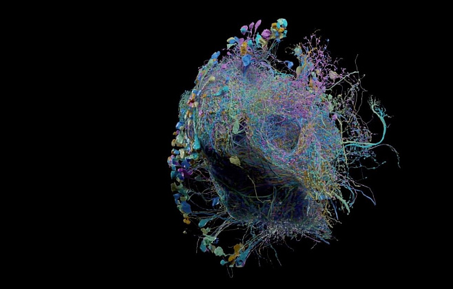 Опубликована самая подробная карта нейронных связей мозга фруктовой дрозофилы