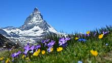 Исследование: таяние ледников ведёт к вымиранию альпийских растений