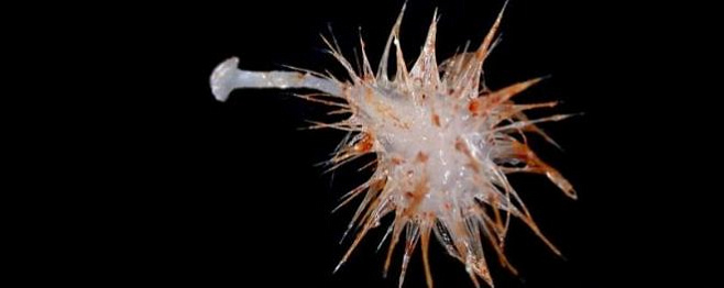 В глубинах океана нашли 3 новых вида хищных губок 