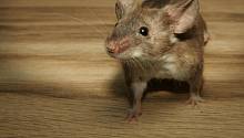 Ученые упростили способ измерения боли у мышей 