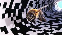 Математика и Пикассо в пчелином мире