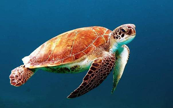 Морские черепахи принимают запах пластика за запах пищи. И погибают.  