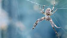 Австралийские учёные выявили пять новых видов пауков