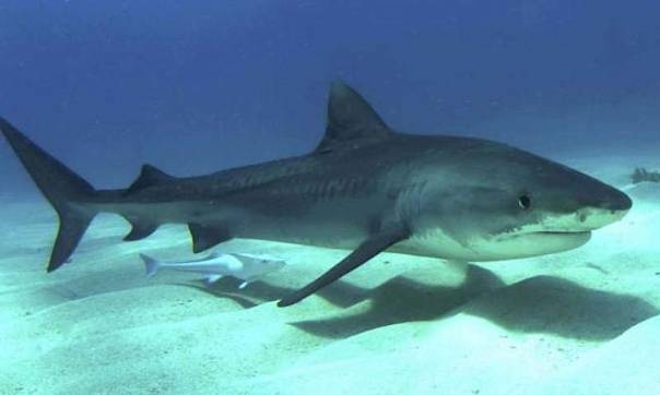 Ученые объяснили стиль плавания тигровых акул