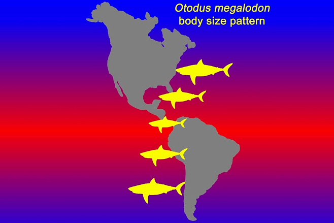 Вымершая акула Otodus megalodon вырастала до огромных размеров в более холодных водах 