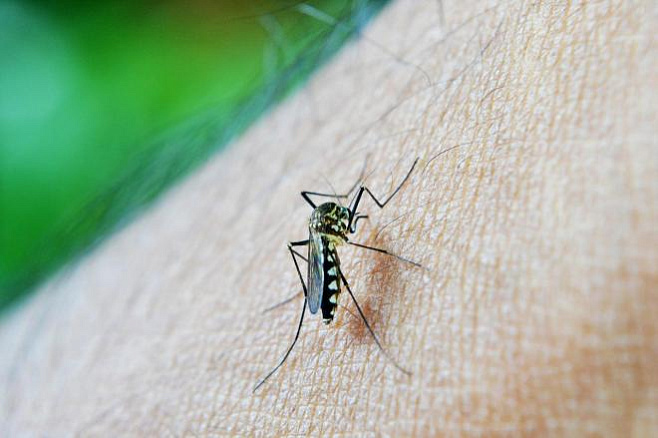 Малярийный паразит имеет свои биологические часы