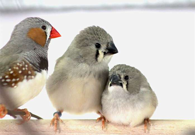 Городской шум мешает птенцам учиться пению у своих сородичей