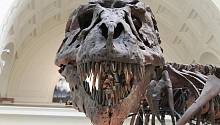 Новое исследование показало, что тираннозавр рекс имел неподвижный череп