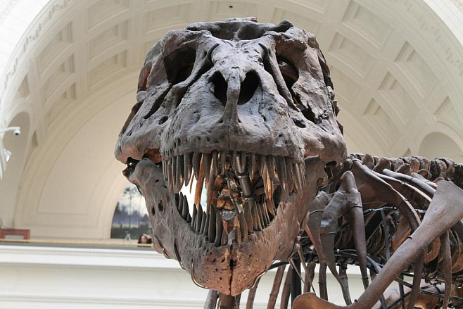 Новое исследование показало, что тираннозавр рекс имел неподвижный череп
