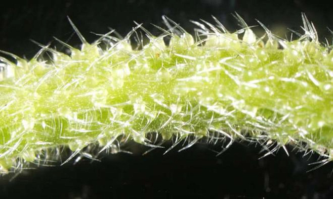 Ученые исследуют токсичные волоски одного из самых ядовитых растений мира