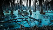 гибнущий в болоте лес, Фото: Krystian Piątek