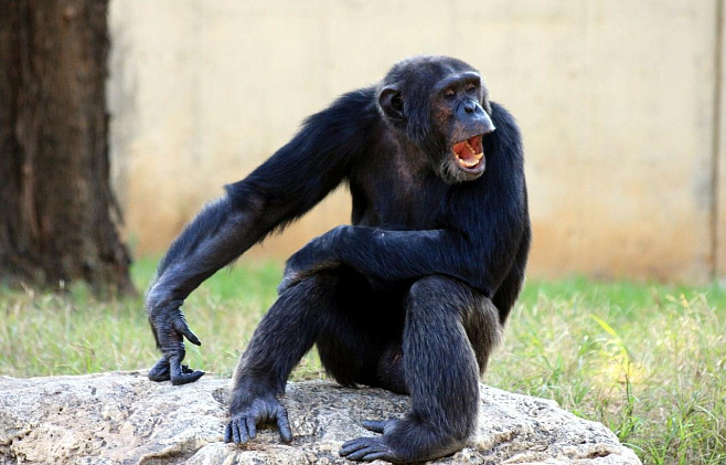 Танцующие шимпанзе могут пролить свет на эволюцию человеческого танца