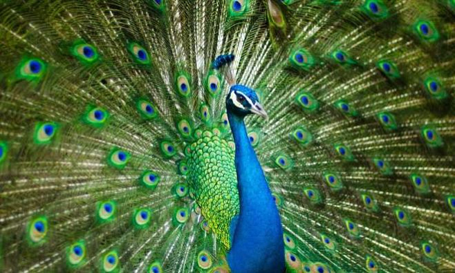 Ученые раскрыли природу «многозадачности» генов у птиц разного пола