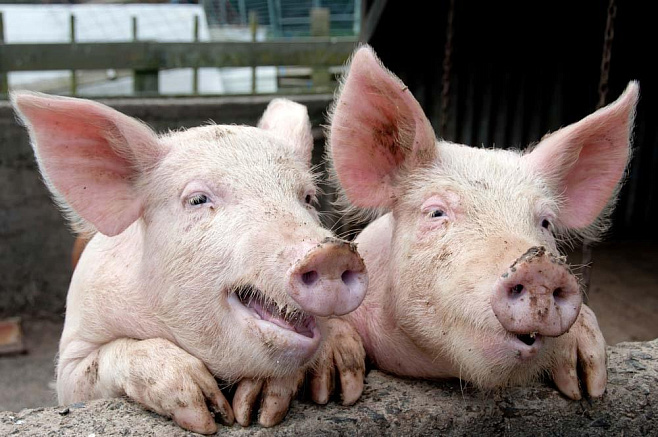 Ученые воскресили мозг свиньи через несколько часов после смерти 