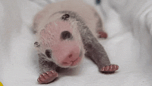 Детеныши панд всегда рождаются недоношенными