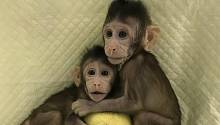 Генетики впервые клонировали обезьяну